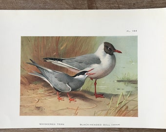 May include: A vintage illustration of a Black-headed Gull and a Whiskered Tern. The Black-headed Gull is standing on one leg with its head turned to the side. The Whiskered Tern is perched on the ground with its beak open. The birds are depicted in a natural setting with reeds and water in the background. The illustration is labelled "Black-headed Gull" and "Whiskered Tern" with the plate number "Pl. 164".