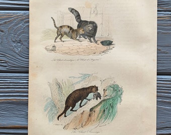 1853 Original Antique animal engraving with cat, Wild Cat, Vintage animal illustration, Hand Colored, 6x10 inches