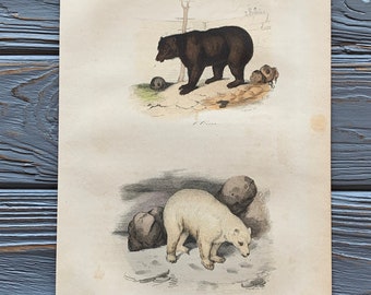 1853 Original Antique animal engraving with bear, Vintage animal illustration, Hand Colored, 6x10 inches