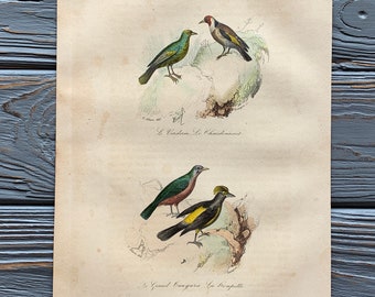 1853 Original Antique bird engraving with Greenfinch, goldfinch print, Vintage bird illustration, Hand Colored, 6x10 inches