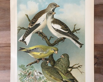 1897 Original Antique Chromolithograph with birds, White-winged snowfinch illustration, Vintage Bird print