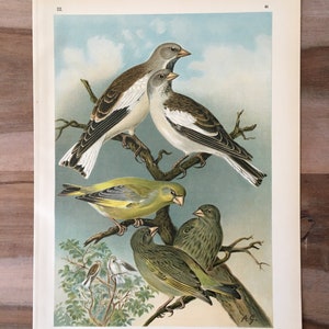 1897 Original Antique Chromolithograph with birds, White-winged snowfinch illustration, Vintage Bird print