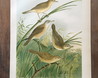 1901 | チフチャフプリント | アンティークオリジナルカラーリトグラフ