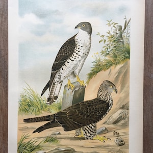 1897 Original Antique Chromolithograph with birds, European honey buzzard illustration, Vintage Bird print