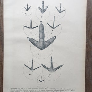 May include: A black and white illustration of different bird footprints. The footprints are labeled with letters and the names of the birds in German. The text reads: "Fussspuren. A. Grosstrappe, Otis tarda L. - B. Triel, Oedienemas oslicnemas (L.) - C. Gold-Regenpfeifer, Charadrius pluvialis L. - D. Mornell-Regeupfeifer, Charadrius morinellius L - E. Gemeine Sunpfschnepfe, Gallinags gallinago (L) - F. Kiebitz, Vanellus vanellus (L) - G. Grosser Brachvogel, Numenius arcantus (LL). - H. Kampfläufer, Philomachus pugnax (L) - 1. Zwerg-Strandläufer, Tringa minata Leisl. (Natürliche Grösse)"