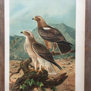 1897 Original Antique Chromolithograph with birds, Booted eagle illustration, Vintage Bird print