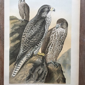 1897 Gyrfalcon Print, Original Antique Chromolithograph with bird of prey, Vintage bird wall art, Farmhouse decor