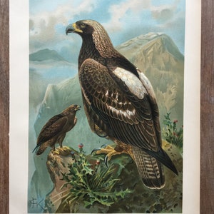 1897 Eastern Imperial Eagle Print, Original Antique Chromolithograph with large bird of prey, Vintage bird wall art, Old office decor