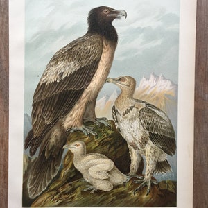 1897 Bearded Vulture, Original Antique Chromolithograph with birds, Vintage bird wall art, Bird of prey print, Farmhouse decor