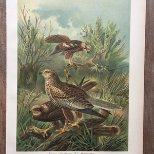 1897 Western Marsh Harrier, Original Antique Chromolithograph with birds, Bird of prey wall art, Vintage Eurasian bird print