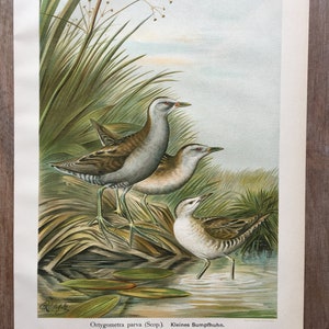 1897 Original Antique Chromolithograph with birds, Small quail illustration, Vintage Bird print