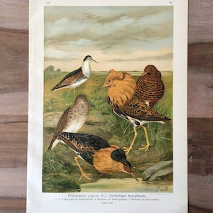 1897 Ruff bird print, Original Antique Chromolithograph with yellow birds, Wading bird wall art, Vintage sandpiper print, Beach house decor