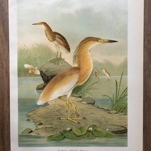 1897 Orange Squacco Reiher Druck, Original Antiker Großer Vogel Chromolithograph, Vogel Wandkunst