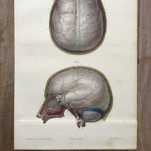 1866 Original Antique Human Anatomy, Anatomy print - Central Nervous System, Medical illustration