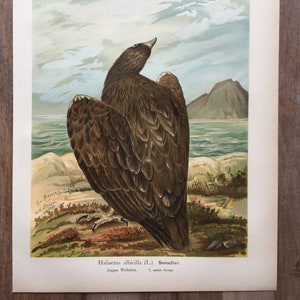1897 Original Antique Chromolithograph with birds, White-tailed eagle illustration, Vintage Bird print