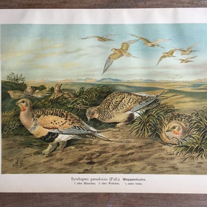1897 Sandgrouse Print, Original Antique Chromolithograph with birds, Vintage bird wall art, Home office decor