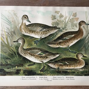 1897 Original Antique Chromolithograph with birds, Garganey illustration, Vintage Bird print