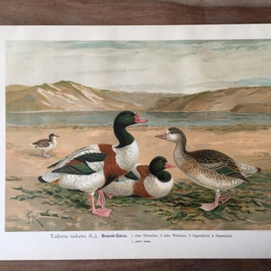 1897 Original Antique Chromolithograph with birds, shelduck illustration, Vintage Bird print
