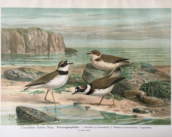 Large Prints with birds