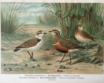 1901 | チフチャフプリント | アンティークオリジナルカラーリトグラフ