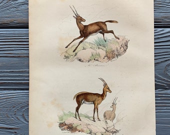 1853 Original Antique animal engraving with gazelle, Vintage animal illustration, Hand Colored, 6x10 inches print