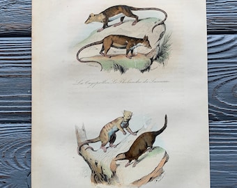 1853 Original Antique animal engraving with Sugar glider, Mongoose print, Vintage animal illustration, Hand Colored, 6x10 inches