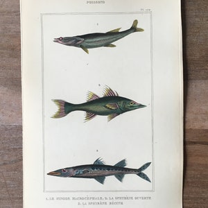 1835 Fish engraving, Original antique fish print, lizardfish print, Barracuda print, vintage fish print, fish decor, underwater world