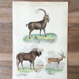 Puede incluir: Una impresión antigua, coloreada a mano, que representa tres mamíferos: un íbice marrón y blanco, un ñu marrón y una gacela marrón y blanca. La impresión se titula "MAMMALIA" e incluye los nombres científicos de cada animal.