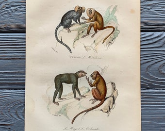 1853 Original Antique animal engraving with marmoset, monkey print, Vintage animal illustration, Hand Colored, 6x10 inches