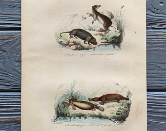 1853 Original Antique animal engraving with Water rat, Platypus, Vintage animal illustration, Hand Colored, 6x10 inches