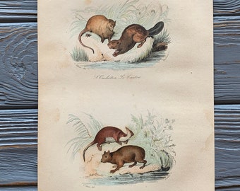 1853 Original Antique animal engraving with Muskrat, Beaver, Desman, Vintage animal illustration, Hand Colored, 6x10 inches