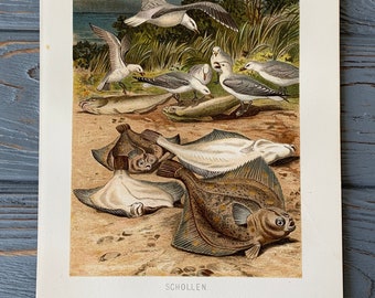 1892 Original Antique Chromolithograph, Natural History - Plaice illustration, flat fish print