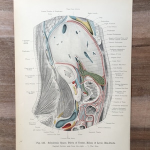 1906 Original Antique Medical Print, Human body structure, Liver and Stomach illustration, Anatomy engraving, Medical Wall Art