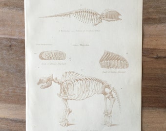 1865 Original antike Tiergravur mit Grönlandwalskelett und gigantischem Mastodon, Vintage-Tierdruck