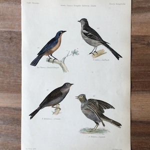 1865 Originale antike Vogelgravur mit Buchfink, gebändertem Tanager, Ortolan und Feldlerche, handkolorierter Vintage-Druck