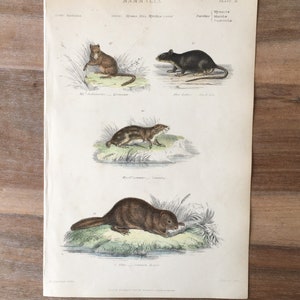 1865 Antique Animal Engraving, Beaver print, Dormouse print, Lemming print, Black Rat, Hand Colored Engraving, Antique animal print