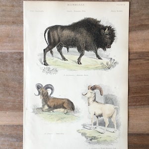 1865年オリジナルのアンティーク動物彫刻、アメリカバイソン、チベット羊、ロッキーマウンテンシープ、手彩色プリント
