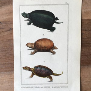 Può includere: Un'illustrazione antica di tre diversi tipi di tartarughe. La tartaruga in alto è nera e verde, la tartaruga al centro è marrone e la tartaruga in basso è marrone con segni neri e blu. L'illustrazione è intitolata "CHELONIENS ou TORTUES" ed è etichettata "Pl. 2."