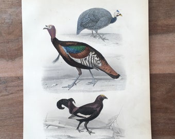 1853 Original Antique Bird Engraving with Wild turkey, Black grouse, Hand Coloured Bird wall art