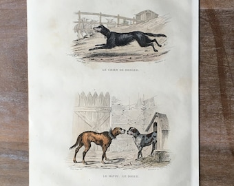1844 Original Antique animal engraving, Natural History - dog illustration