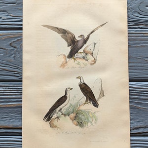 1853 Grabado original de aves antiguas con águila, estampado de aves rapaces, ilustración de aves vintage, coloreado a mano, 6x10 pulgadas