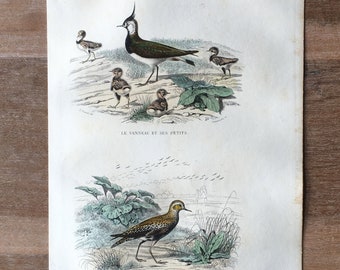 1844 Original Antique engraving with birds, Northern Lapwing, European Golden Plover illustration, Vintage Bird print