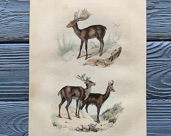 1853 Original Antique animal engraving with moose or elk, caribou print, Vintage animal illustration, Hand Colored, 6x10 inches