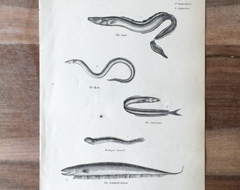 1865 Original Antique Fish Engraving, Conger Eel Print, Sand lance, Evenlipped Gymnote, Antique Fish print