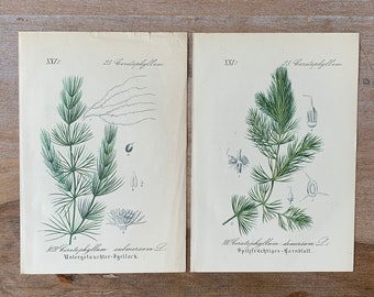 1882 Antikes Botanisches Lithographie-Set von 2 | Vintage Wasserpflanzen Drucke | Minimalistische botanische Illustrationen Wandkunst