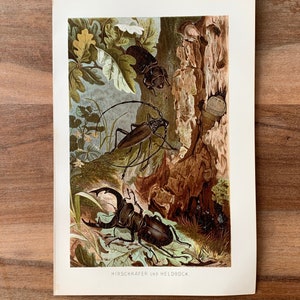 1892 Original Antique Chromolithograph with stag beetle and capricorn beetle, Natural History - Beetles illustration