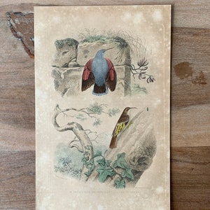 1900 年頃 鳩 鳥 解剖学 リトグラフ - オリジナル アンティーク 1900 年頃 鳩 鳥 解剖学 リトグラフ - オリジナル アンティーク