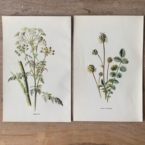 Juego de 2 grabados botánicos c.1905 - Arte mural de flores silvestres - Impresión antigua original de 4,7 x 7,5 pulgadas