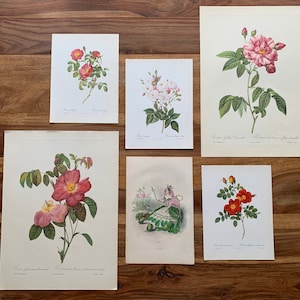 1867-1963 Original Antique botanical prints | Gallery Wall Set of 6 | Vintage rose illustration