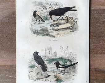 1844 Original antike Gravur mit Vögeln, Turm, Dohle, Elster-Illustration, Vintage-Vogeldruck